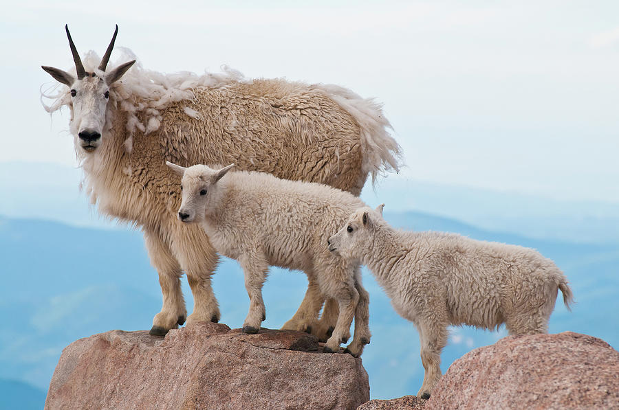 Mountain Goats By Mike Berenson Colorado Captures   Mountain Goats Mike Berenson  Colorado Captures 