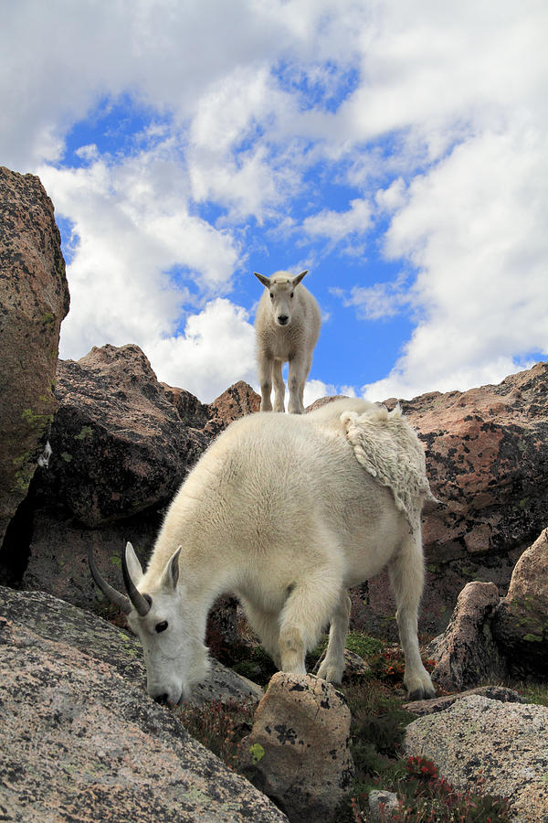 Mountain Goats Oreamnos Americanus Photograph by John Kieffer