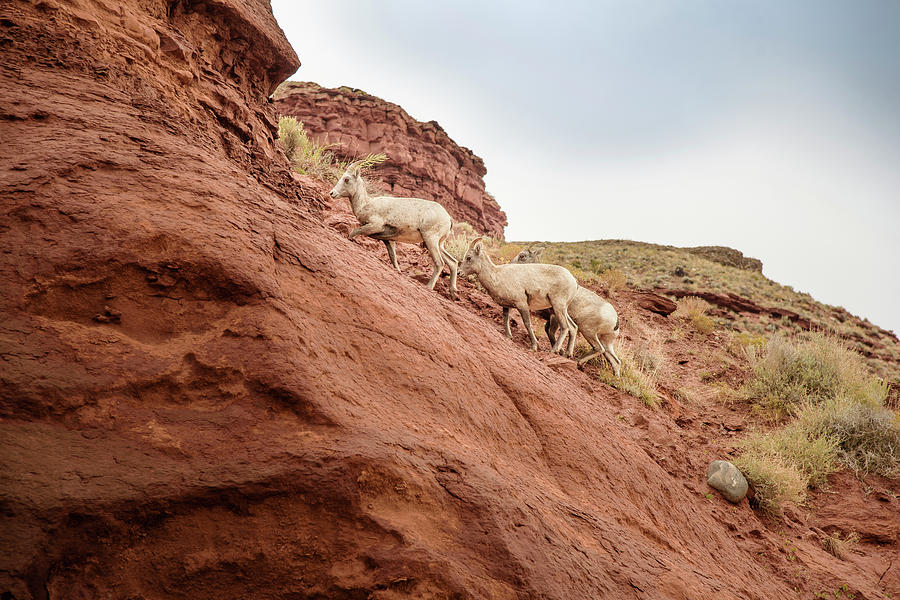 Mountain Goats Photograph