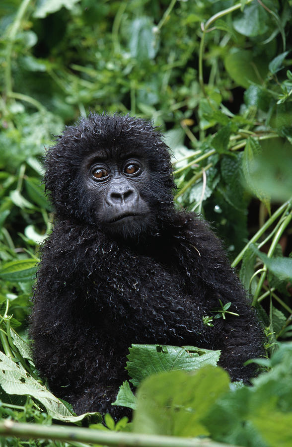 Mountain Gorilla  Baby  Gorilla Photograph by Nhpa