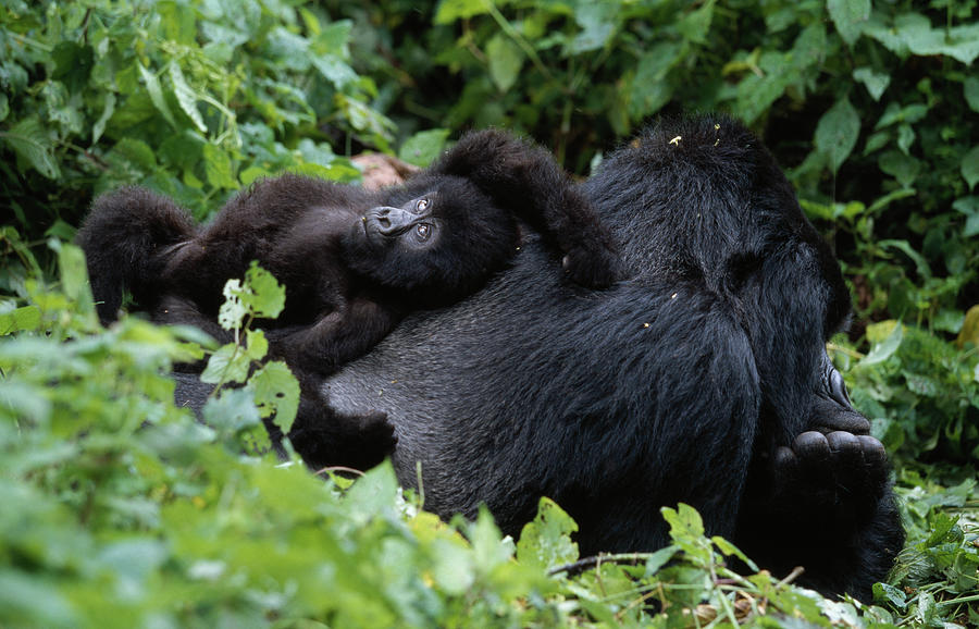 Mountain Gorilla  Baby Resting  Gorilla Photograph by Nhpa