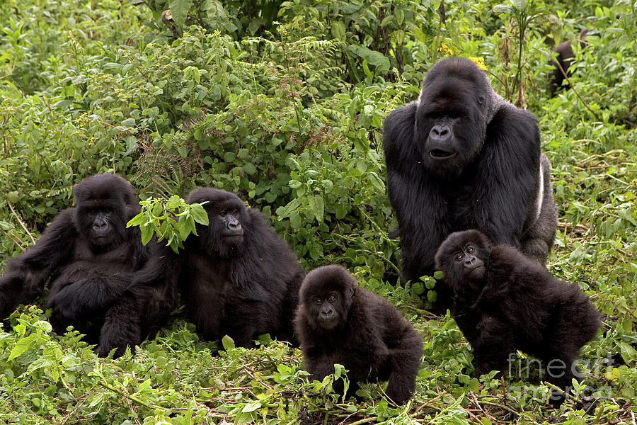 Mountain Gorilla Family by Ingo Arndt Mountain Gorilla Family by Ingo Arndt