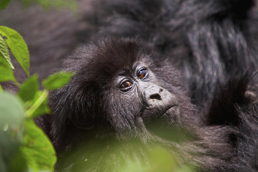 Mountain Gorilla Gorilla  Beringei Photograph by Dawie Du Plessis