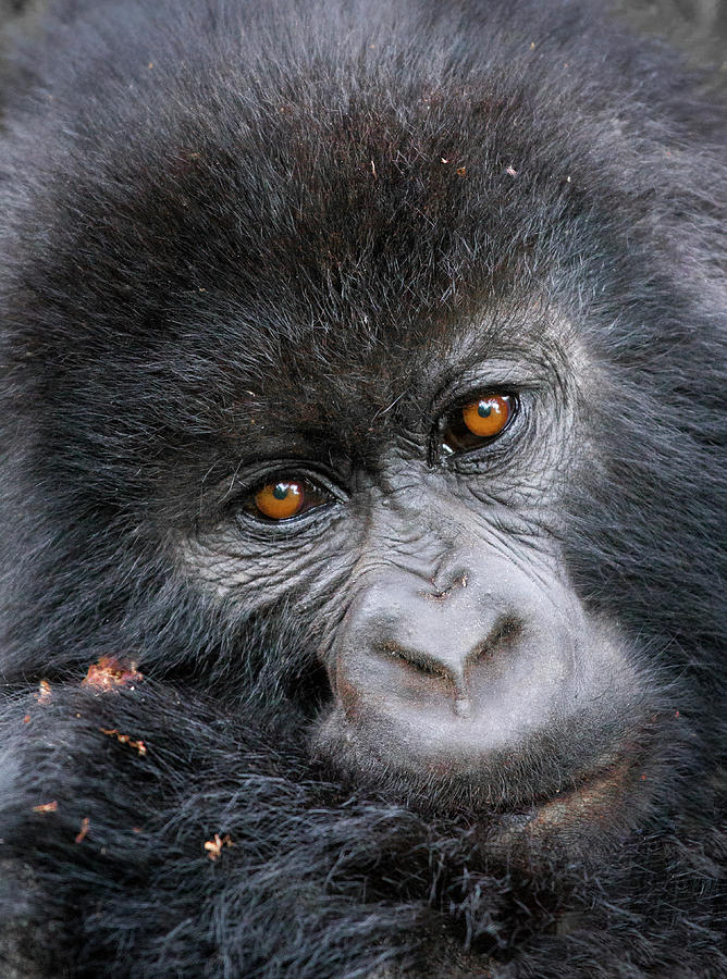 Mountain Gorilla Gorilla Beringei Photograph by Mark Smith