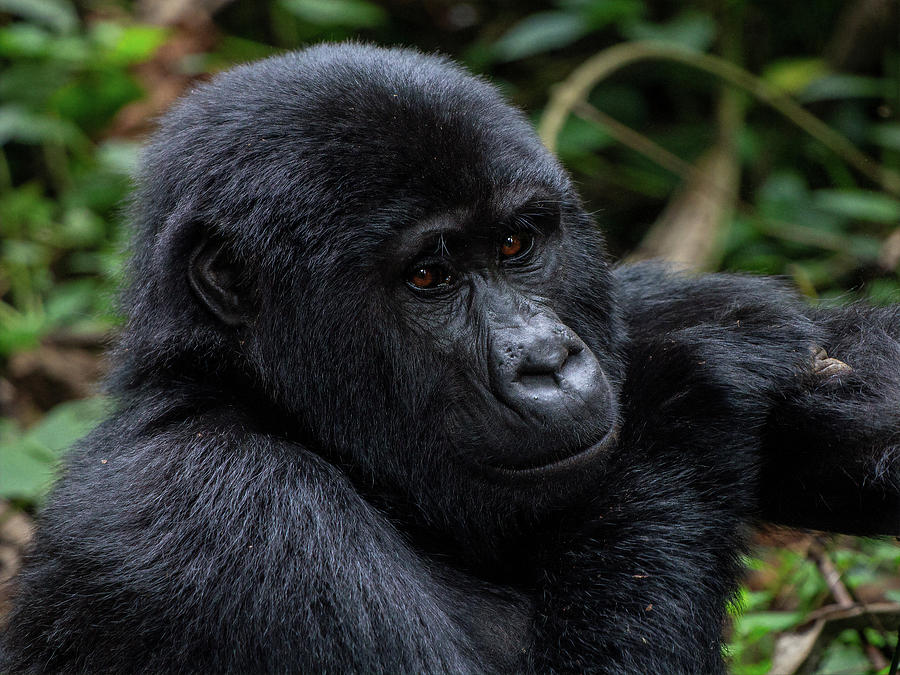 Mountain Gorilla by Peter Kennett Mountain Gorilla by Peter Kennett