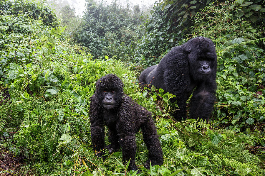 Mountain Gorilla, Silverback And Juvenile Son, Rwanda Photograph by ...