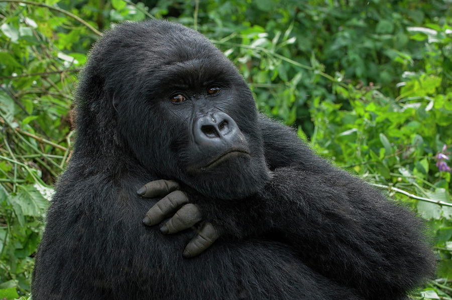 Mountain Gorilla Silverback Photograph by Jeff Foott