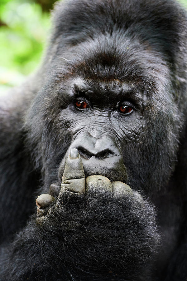 male silverback mountain gorilla