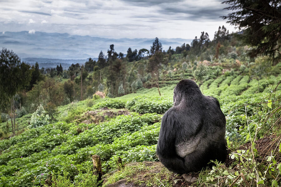 Mountain Gorilla Silverback Sitting On Boundary Wall Photograph by Christophe Courteau / Naturepl.com Mountain Gorilla Silverback Sitting On Boundary Wall Photograph by Christophe Courteau / Naturepl.com