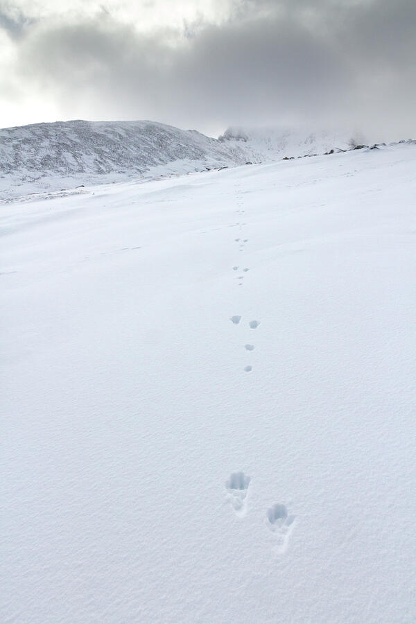 Mountain Hare Footprints In The Snow With Mountains In Photograph by Scotland: The Big Picture / Naturepl.com Mountain Hare Footprints In The Snow With Mountains In Photograph by Scotland: The Big Picture / Naturepl.com