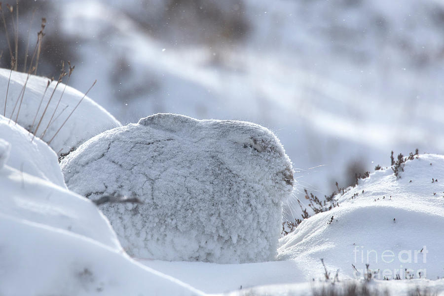 Mountain Hare in Blizzard Photograph by Arterra Picture Library