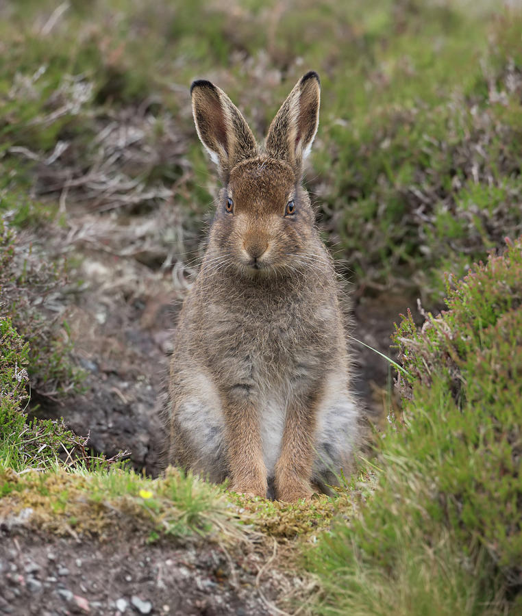 Mountain Hare Leveret In Form Photograph by Pete Walkden