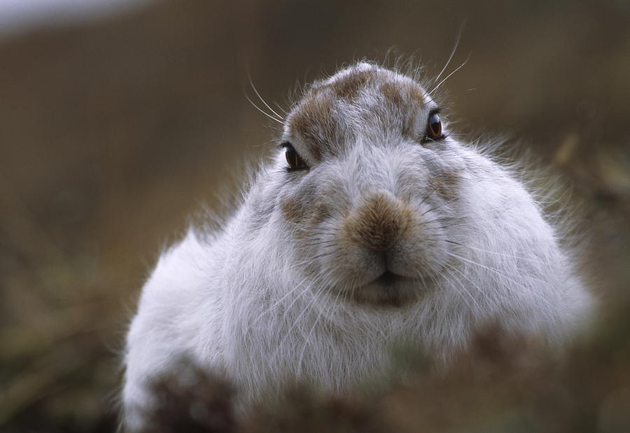 Mountain Hare Photograph by Nhpa