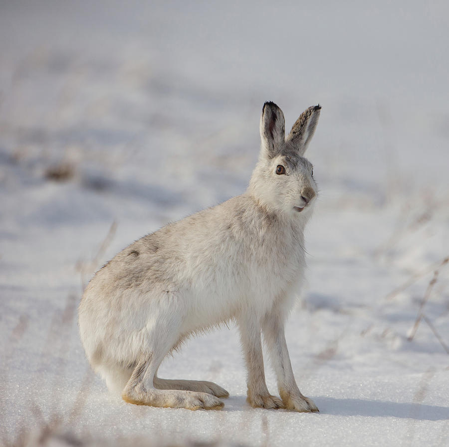 Mountain Hare Sits In Snow by Peter Walkden Mountain Hare Sits In Snow by Peter Walkden
