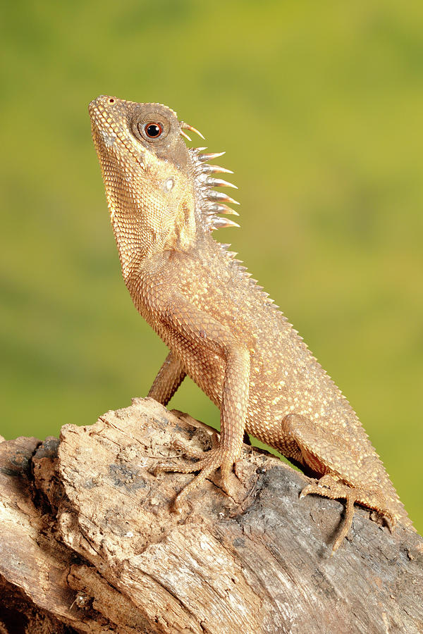 Mountain Horned Dragon Photograph by David Kenny