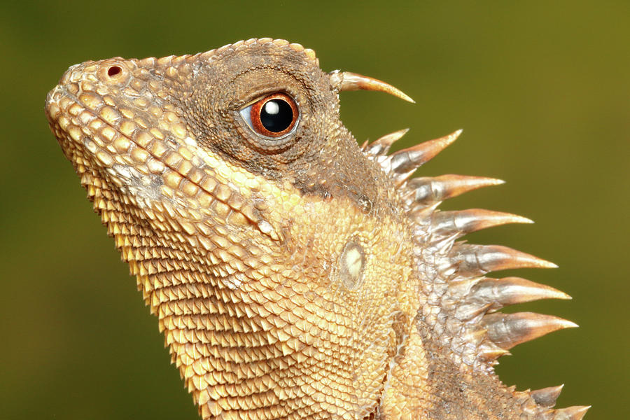 Mountain Horned Dragon Head Portrait Photograph by David Kenny
