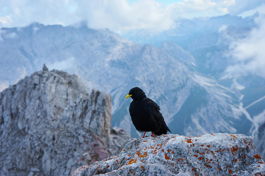 Adventure Photograph - Mountain jackdaw by Lukas Kerbs Adventure Photograph - Mountain jackdaw by Lukas Kerbs