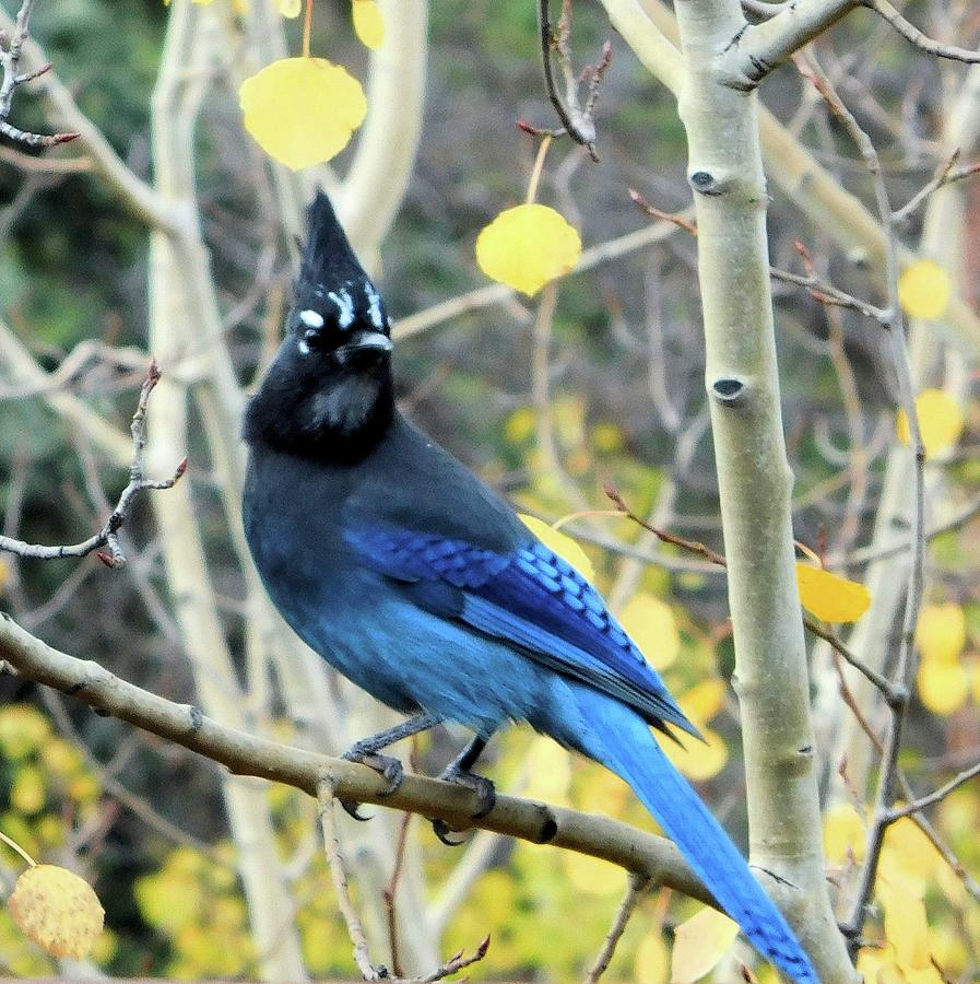 Mountain Jay II Photograph by Karen Stansberry