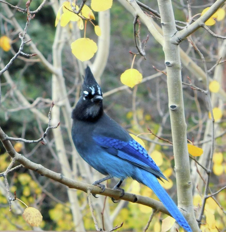 Mountain Jay Photograph by Karen Stansberry