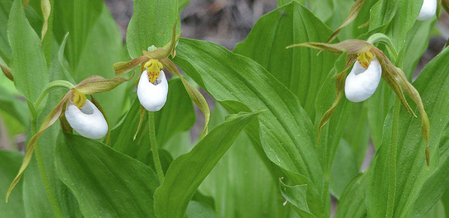 Mountain Lady Slipper Trio Photograph by Whispering Peaks Photography
