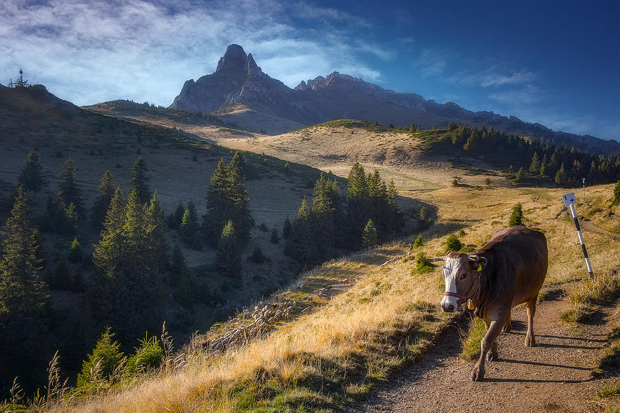 Mountain Landscape With A Cow In Foreground Photograph by Vio Oprea