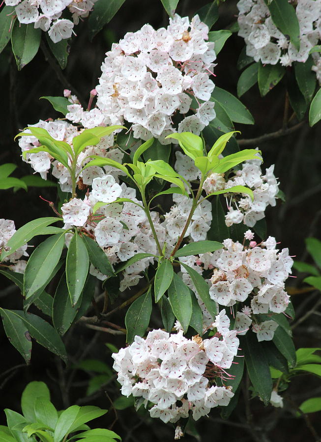 Mountain Laurel 2018f Photograph by Cathy Lindsey | Fine Art America