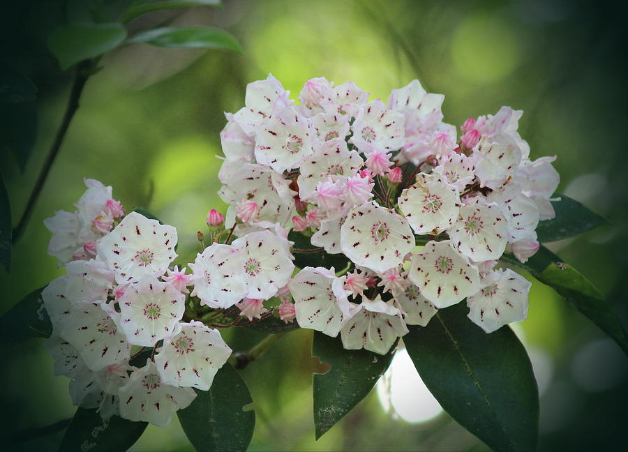 Flower Photograph - Mountain Laurel 2018h by Cathy Lindsey