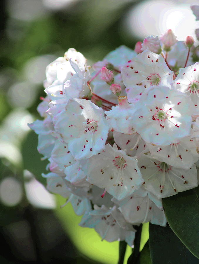 Flower Photograph - Mountain Laurel 2018j by Cathy Lindsey
