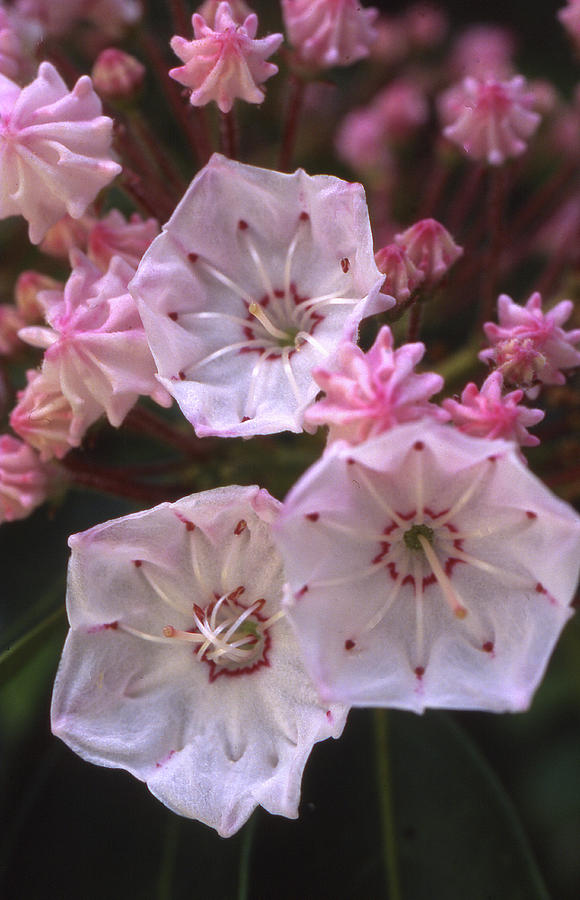 Mountain Laurel Flower Close-up Photograph by Blair Seitz