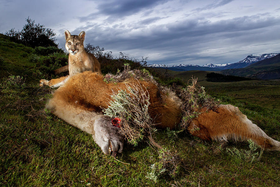 Mountain Lion And Guanaco Kill Photograph by Sebastian Kennerknecht