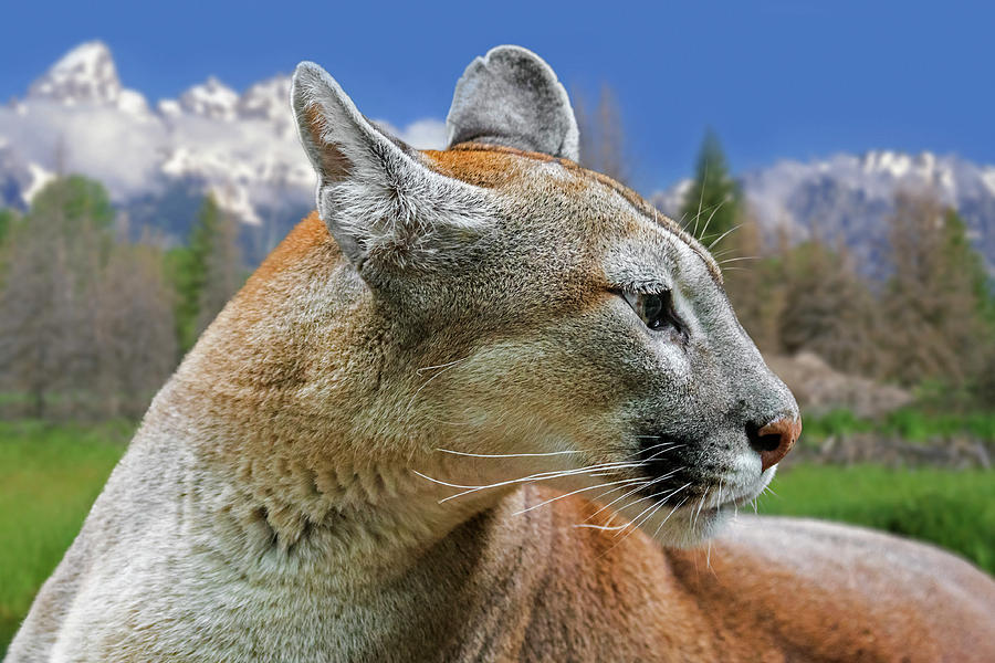 Mountain Lion Photograph by Arterra Picture Library