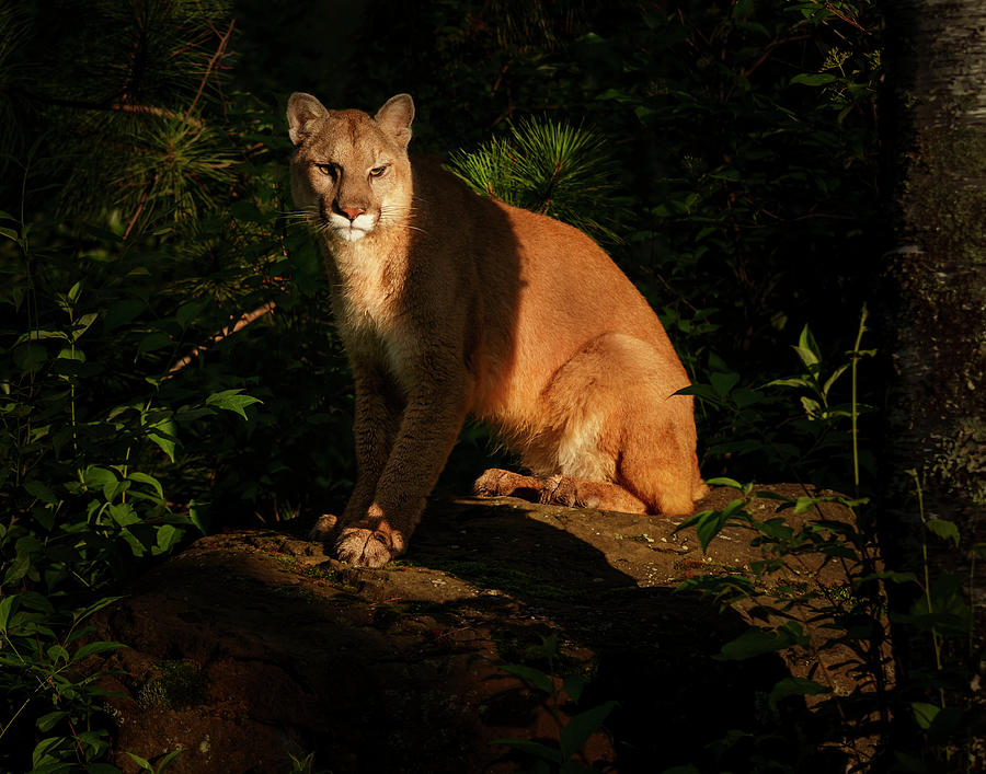 Cougar Photograph - Mountain Lion At Sunrise by Galloimages Online