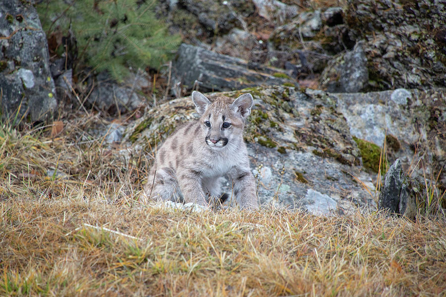 Mountain Lion Cub - 5641 Photograph by Teresa Wilson