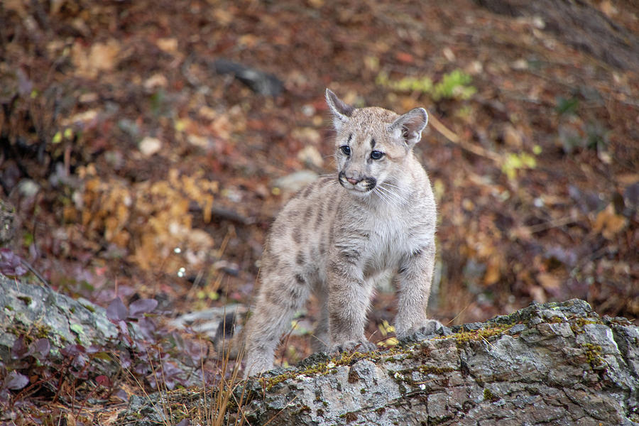 Mountain Lion Cub - 7038 by TL Wilson Photography  Photograph by Teresa Wilson