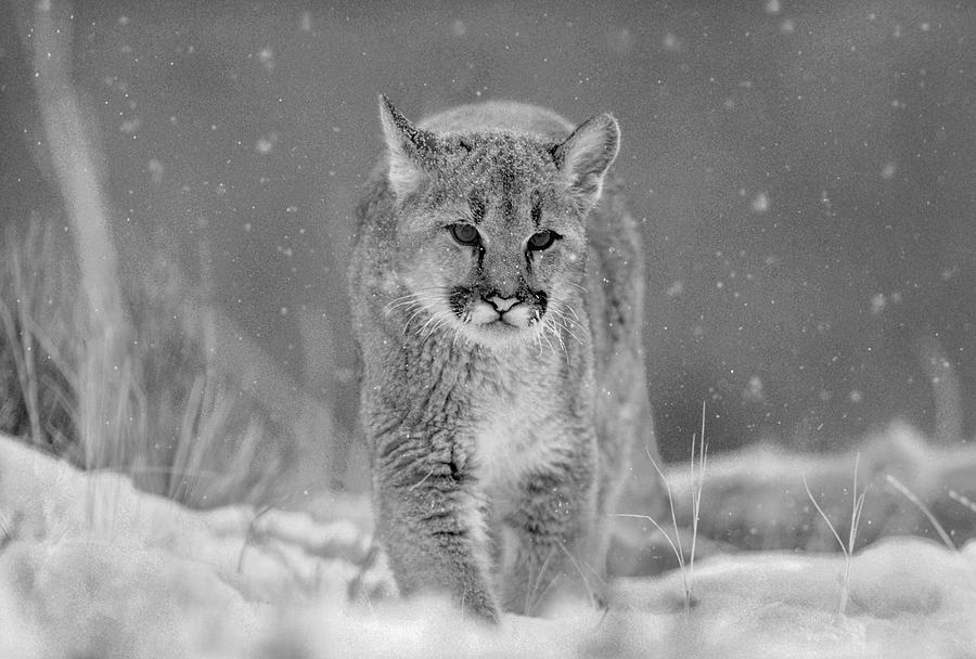 Mountain Lion Cub In Snow Photograph by Tim Fitzharris