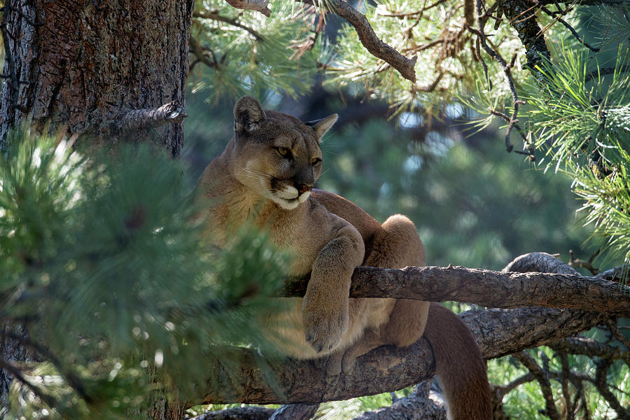 Mountain Lion, Felis Concolor Photograph by Mark Newman