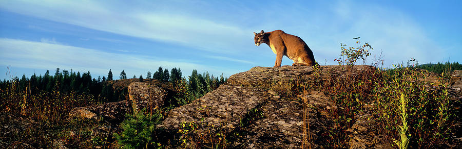 Mountain Lion, Flathead National Photograph by Panoramic Images