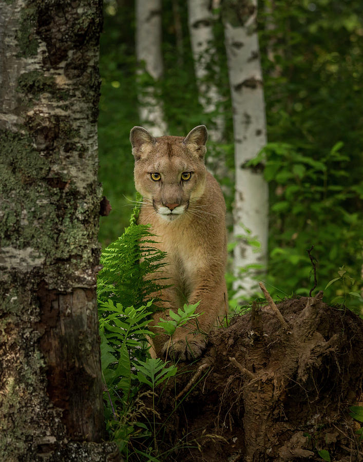 Cougar Photograph - Mountain Lion Forest Pose by Galloimages Online