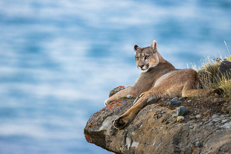 Mountain Lion In Patagonia Photograph by Sebastian Kennerknecht