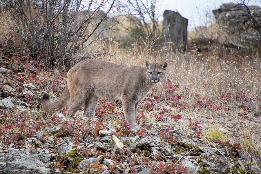 Mountain Lion in the Fall 6376 Photograph by Teresa Wilson