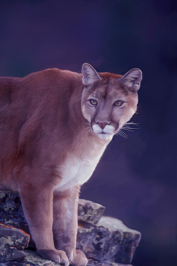 Mountain Lion in the Rockies Digital Art by Mark Miller