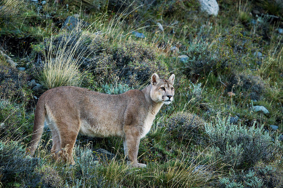 Mountain Lion In Torres Del Paine Photograph by Sebastian Kennerknecht