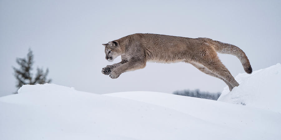Mountain Lion Jump in Snow Photograph by Jack Nevitt