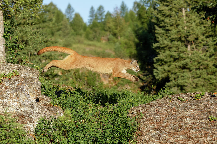 Mountain Lion Jumping Across Rocks Photograph by Adam Jones | Fine Art ...