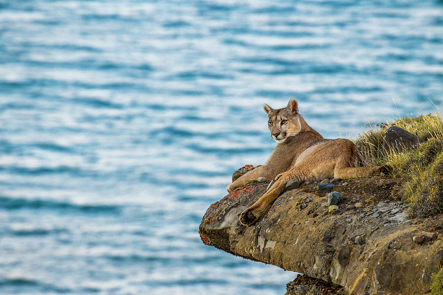 Mountain Lion Lounging, Torres Del Paine Photograph by Sebastian Kennerknecht