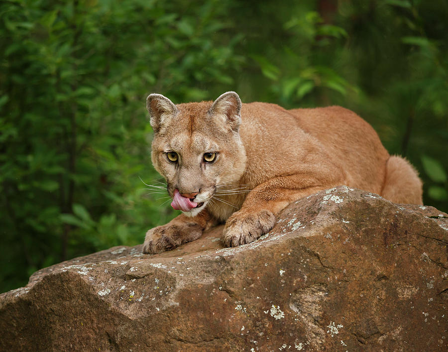 Cougar Photograph - Mountain Lion Lunch by Galloimages Online