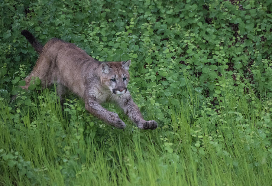 Mountain Lion Lunge Photograph by Kelly Walkotten | Fine Art America