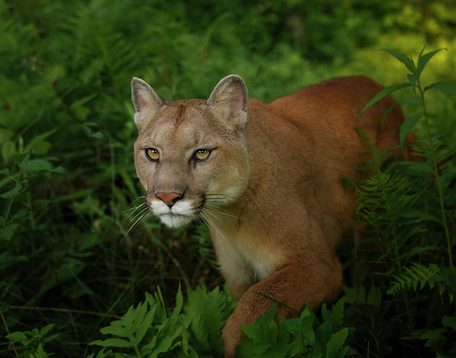 Cougar Photograph - Mountain Lion On The Prowl by Galloimages Online