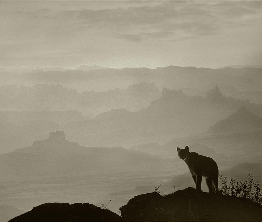 Mountain Lion Overlooks Its Territory Photograph by Tim Fitzharris