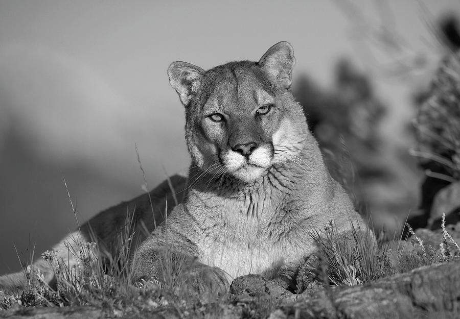 Mountain Lion Portrait Photograph by Tim Fitzharris
